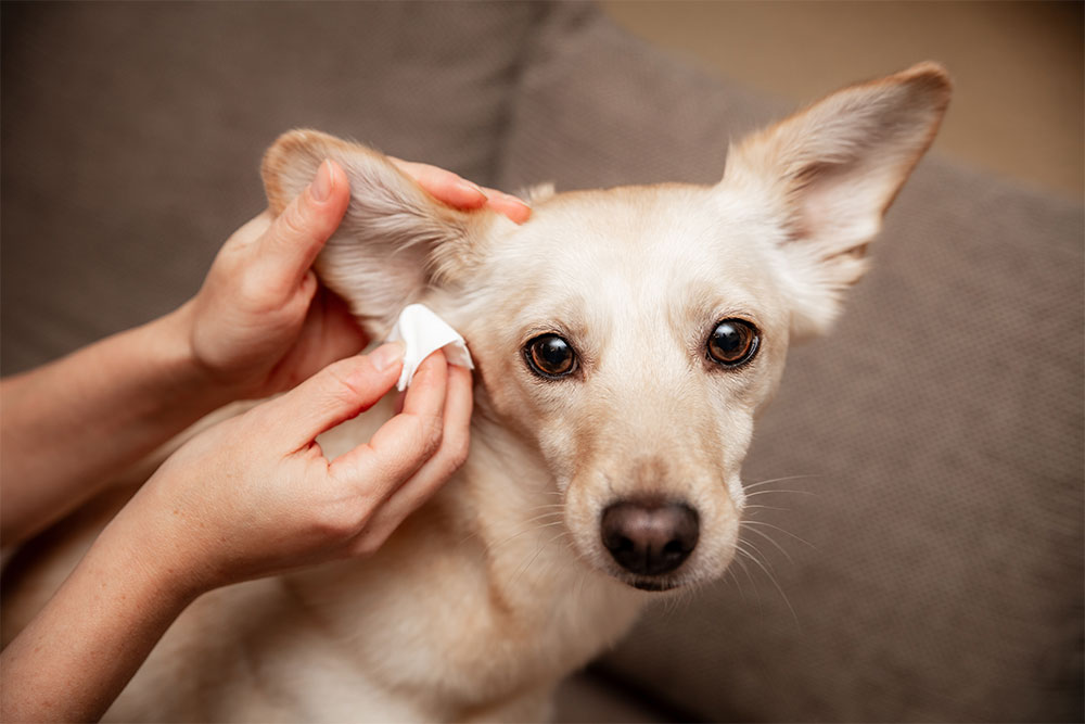 Dog's ears being cleaned to prevent infection, a key step in routine canine hygiene and care