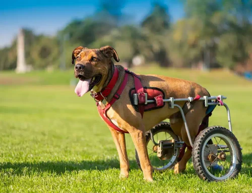 Which Mobility Aid Will Actually Help Your Slowing Senior Pet?