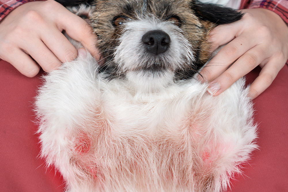 Dog with red itchy skin rash on belly and chest showing irritated skin due to dermatitis or allergy.