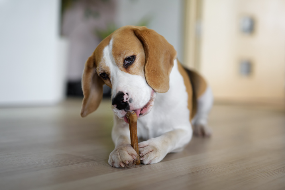 Dog chewing on a treat as part of a balanced pet nutrition plan