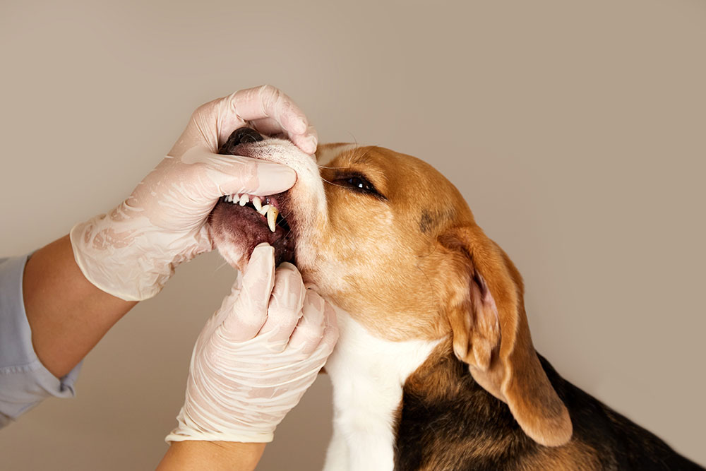 Veterinarian performing a dental cleaning on a dog at Austin animal hospital