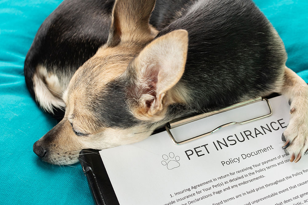 Dog sitting beside pet insurance paperwork, representing financial protection and coverage for veterinary care and emergencies.