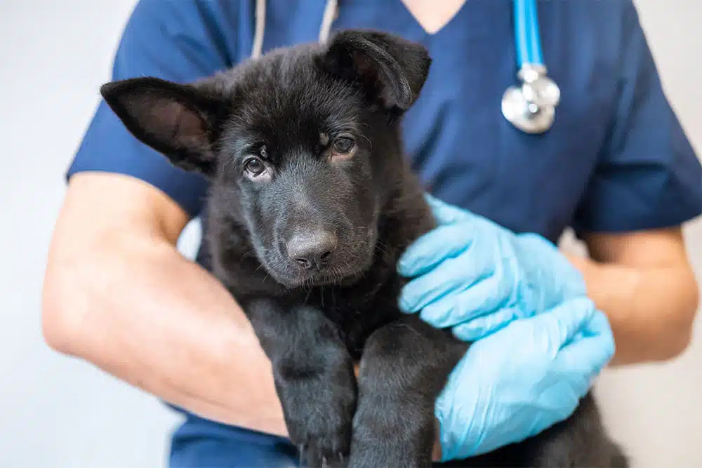Veterinary team providing emergency life-saving treatment to a pet during a critical care situation at an animal hospital.