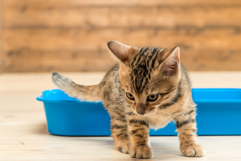 Cat observed during litter training, supporting healthy feline hygiene habits at home