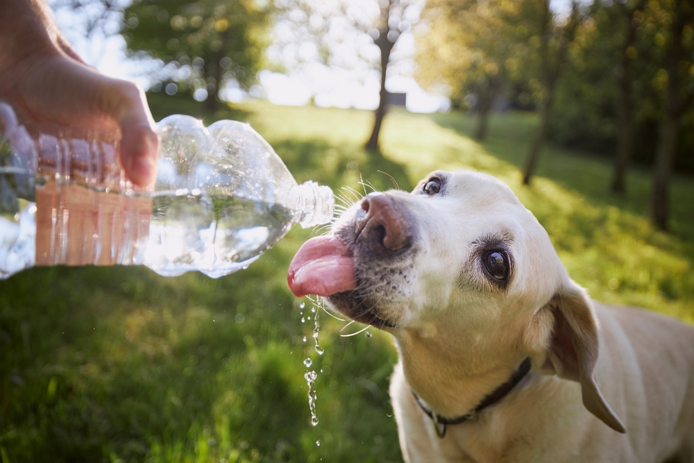 Dog drinking water from a bowl to maintain proper hydration and support overall health, especially during warm weather and daily activity.