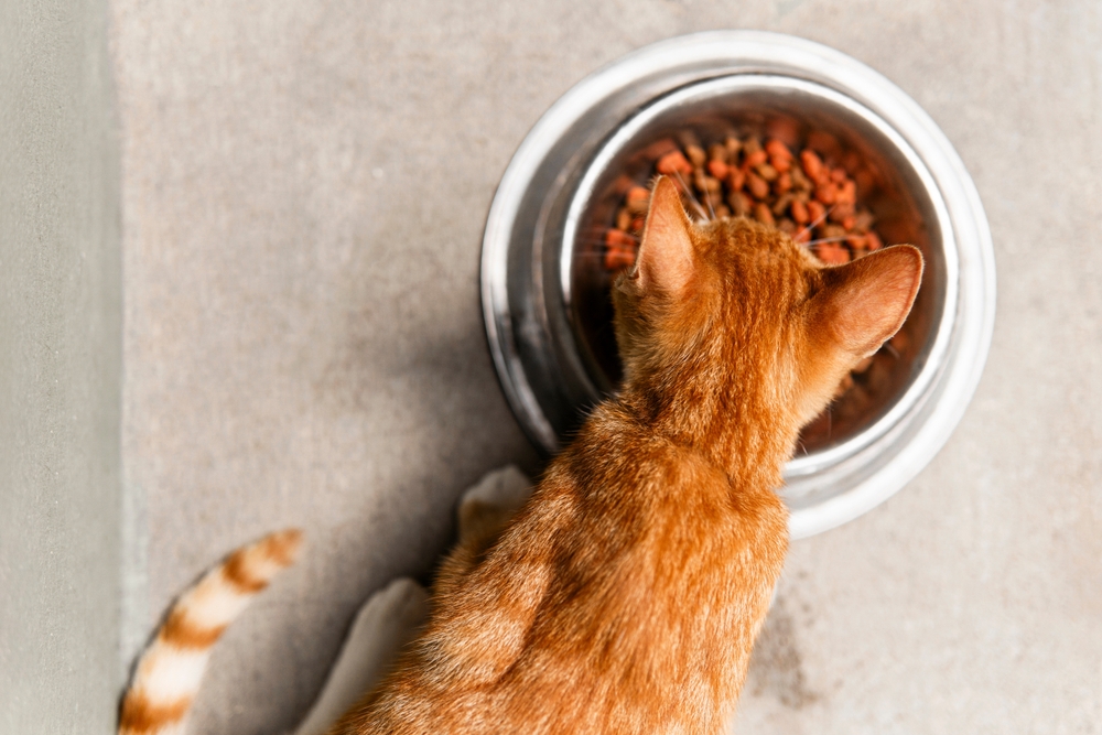 Close-up of a kitten eating pet food from a bowl for proper feline nutrition