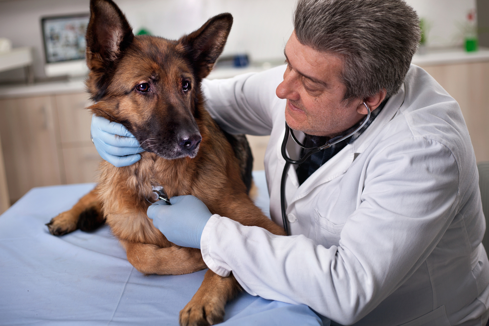 Veterinarian performing a preventive care checkup on a dog during a wellness exam.