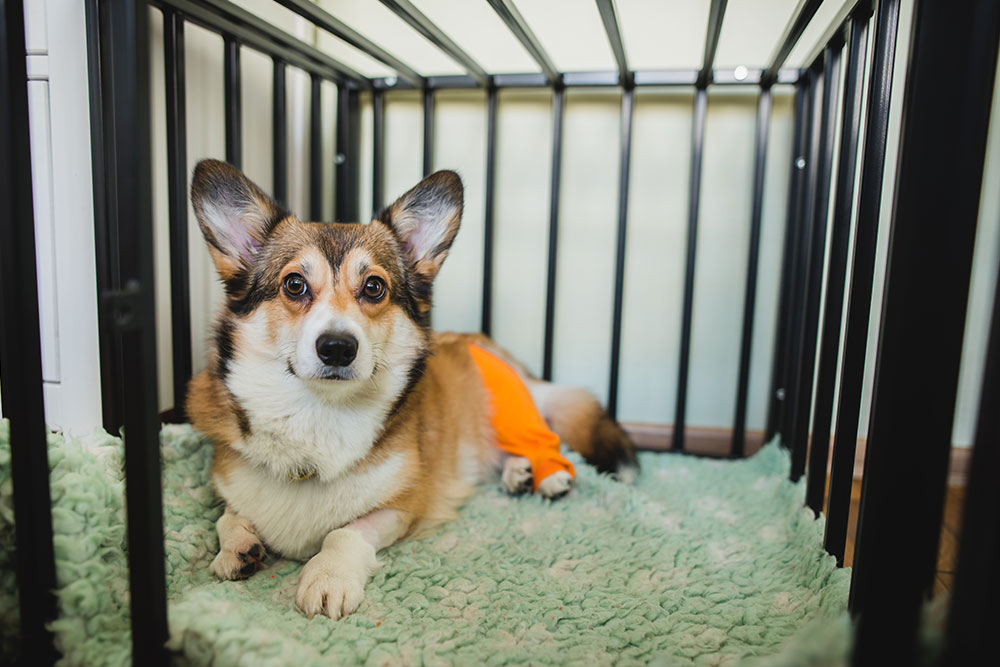 Corgi resting during recovery, highlighting the importance of post-operative care, restricted activity, comfort, monitoring, and a successful healing process.