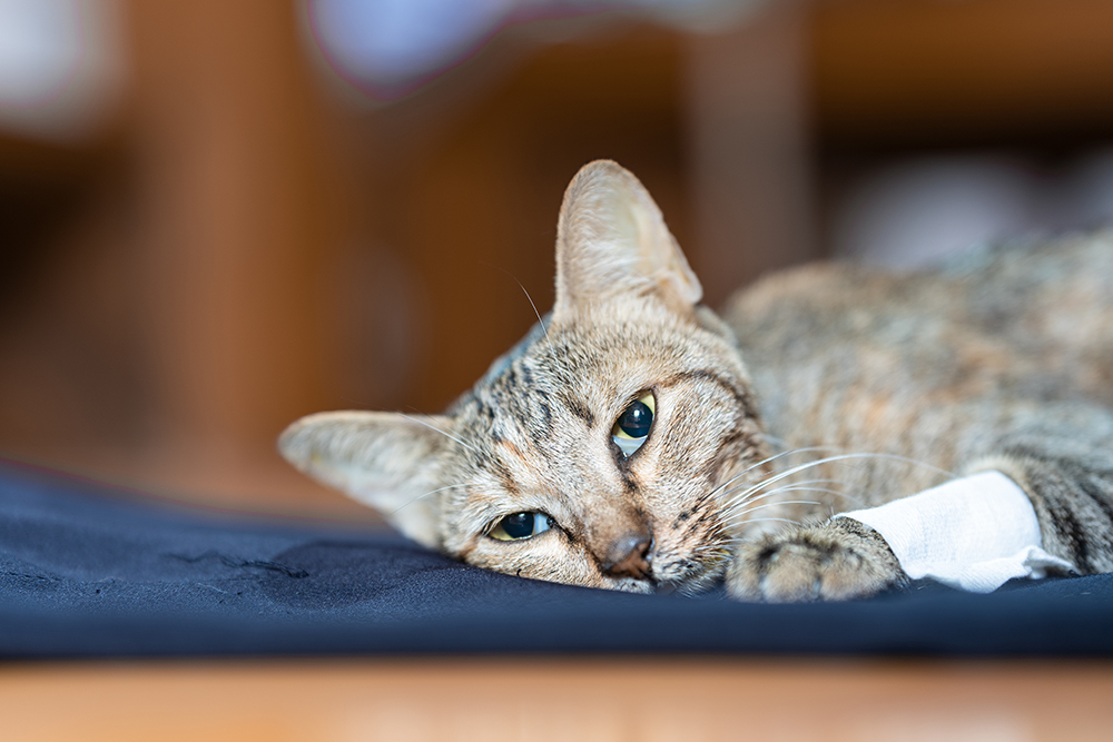 Sick or injured domestic shorthair cat lying down with a bandaged paw.