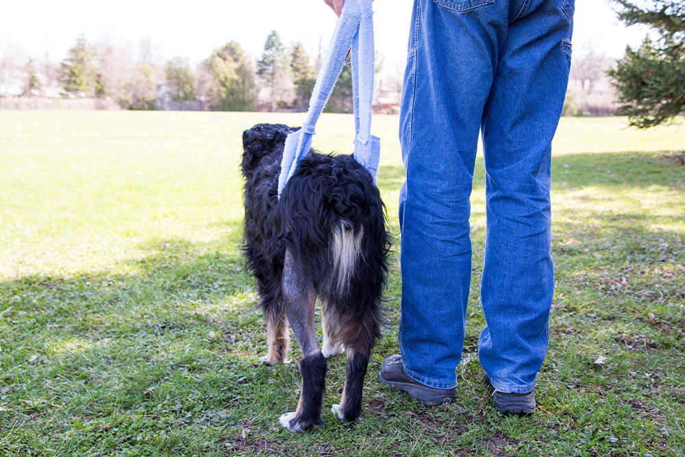 Supportive recovery care for a dog following illness, injury, or surgery, highlighting rehabilitation, pain management, mobility assistance, and healing support.