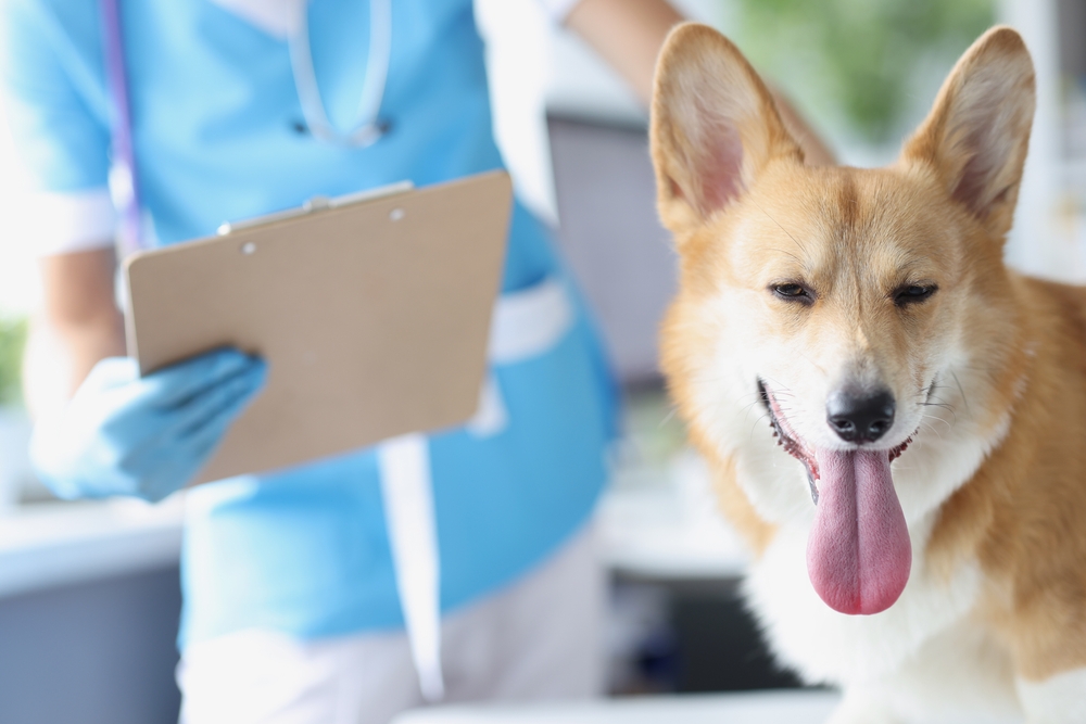 Veterinarian performing a physical examination on a dog.