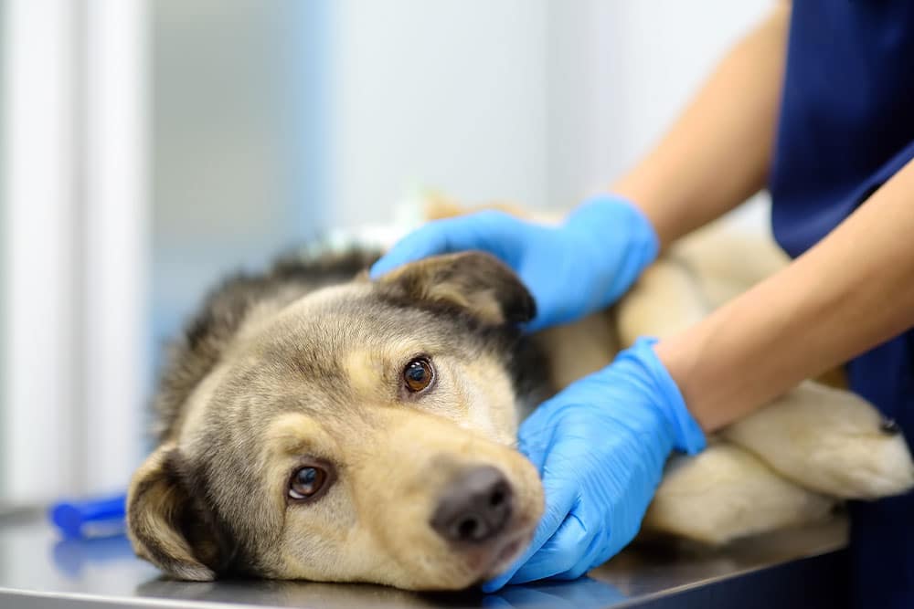 Veterinarian wearing gloves examining a dog’s jaw and mouth area, checking for swelling, irritation, or enlarged lymph nodes.