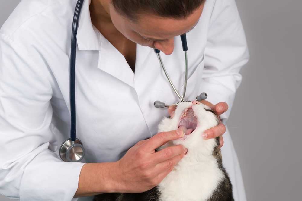 Veterinarian performing a cat teeth and mouth checkup to assess oral health and detect signs of dental disease.