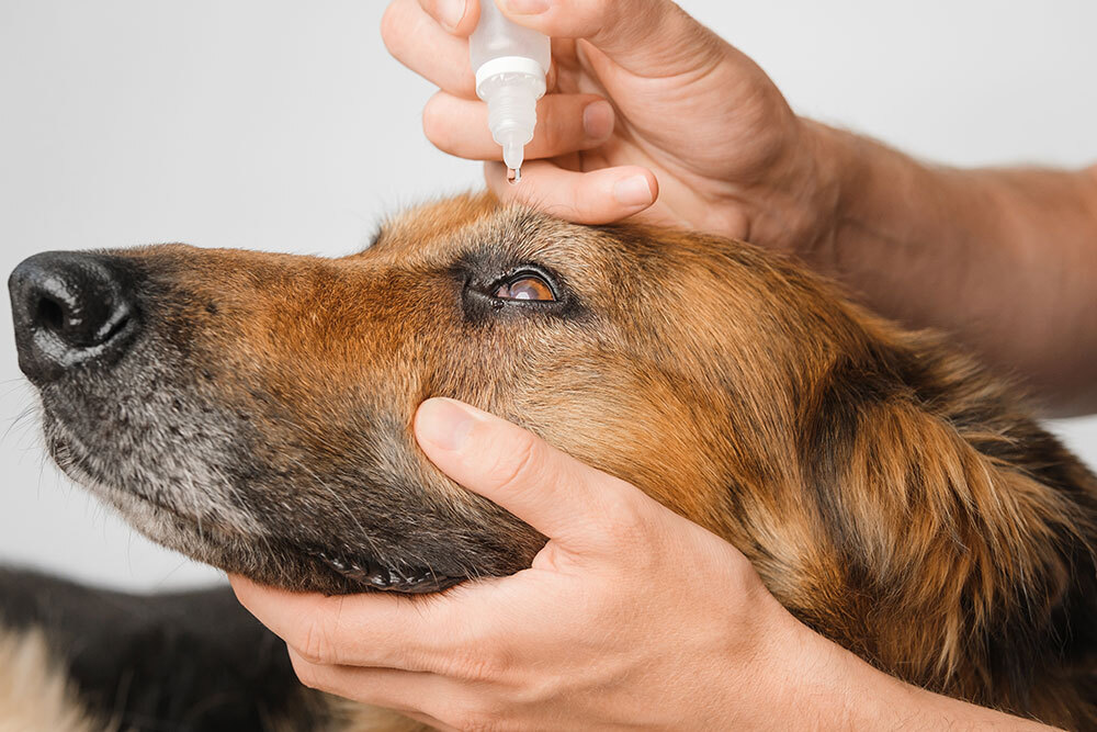 Dog receiving eye care treatment from a veterinarian at Oliver Animal Hospital in Austin