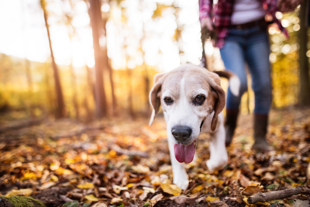 Senior woman and her dog enjoying an autumn walk, regular exercise for healthy pets