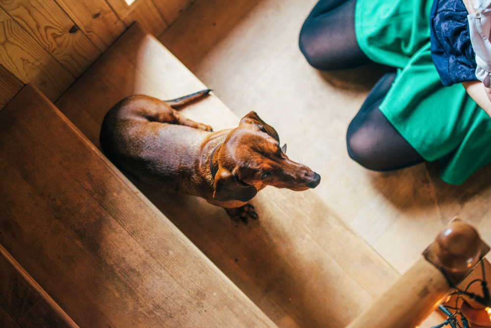 Dachshund sitting on wooden stairs near family at home