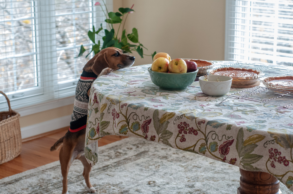 Dog eyeing Thanksgiving pies and food on the table — holiday foods dangerous for dogs