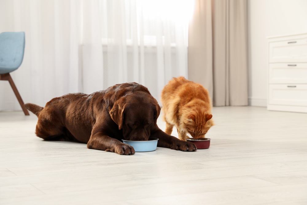 Cat and dog eating together from bowls indoors, showing healthy multi-pet household feeding