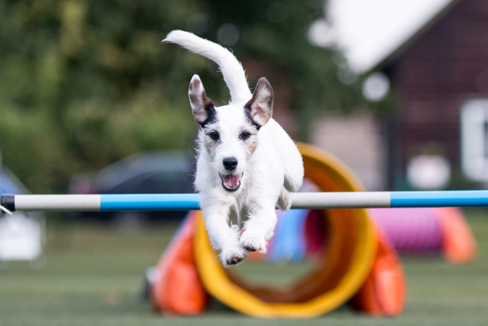 Energetic black and white Parson Russell Terrier running at full speed in an open field