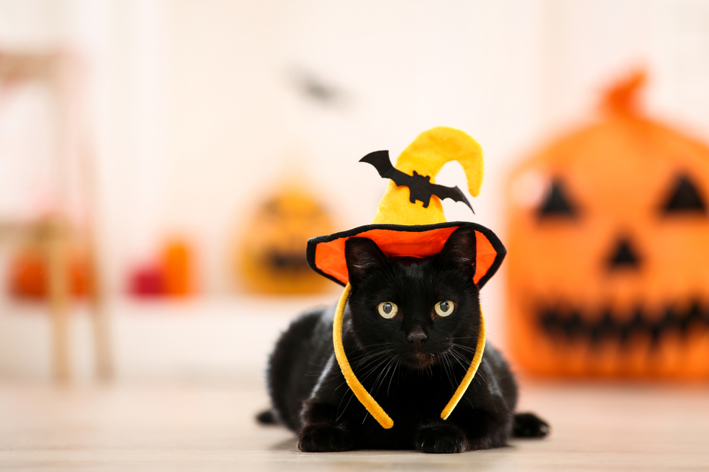 Black cat wearing a Halloween hat lying on the floor, celebrating the holiday with pet safety in mind