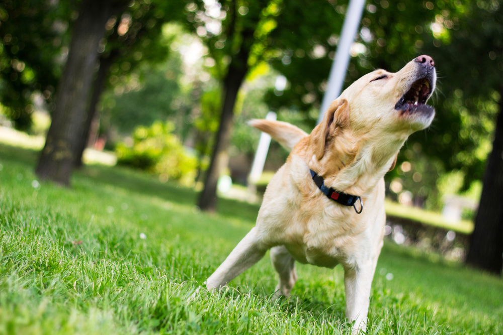 Labrador Retriever barking energetically at a city park during an afternoon walk