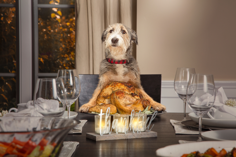 Dog comically sitting at the head of a formal dining room table