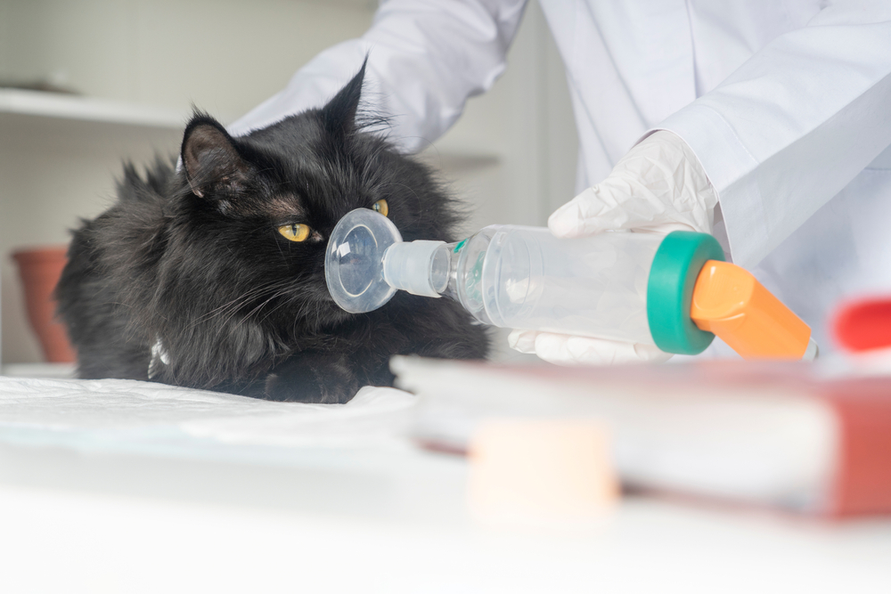 Treating a cat with an inhaler for asthma, feline respiratory care and medication at home