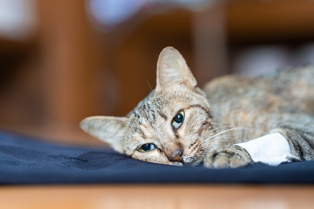 Sick cat lying weakly on blue fabric, signs of serious illness requiring veterinary attention