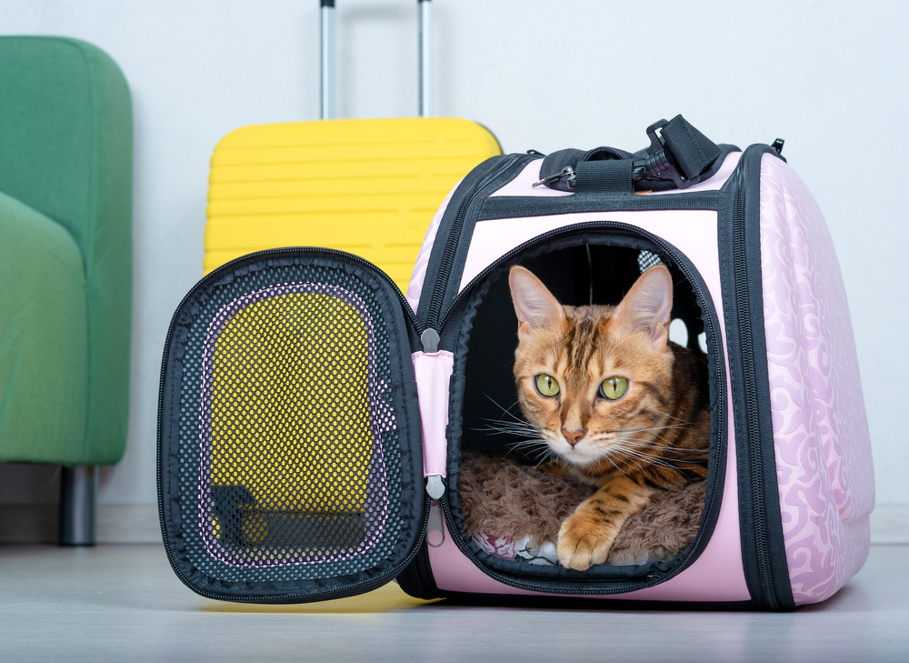 Bengal cat settled inside a soft travel carrier, prepared for a veterinary visit