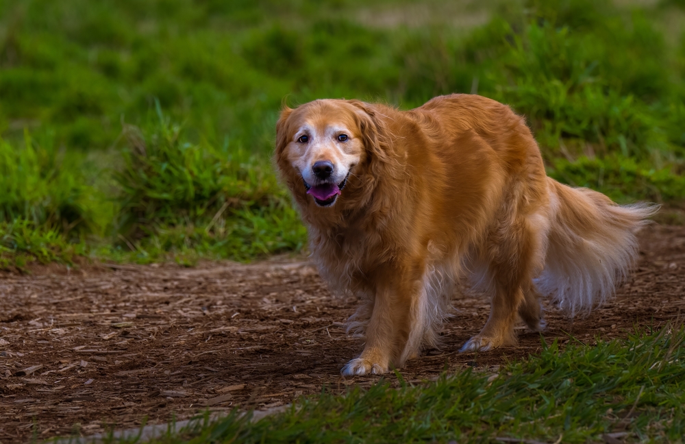 Senior Golden Retriever walking on a wood chip path — mobility care for aging dogs