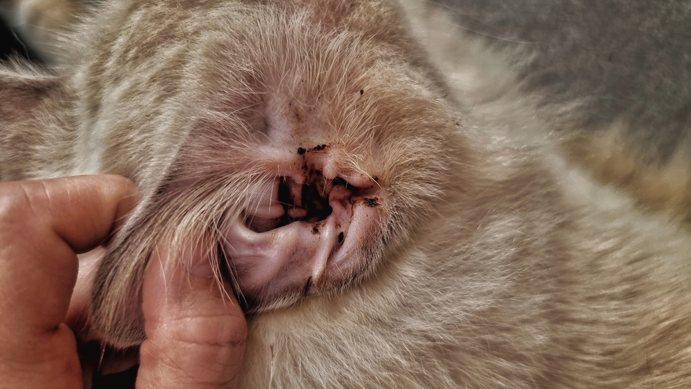 Stray cat with infectious ear discharge, illustrating common feline ear infection symptoms