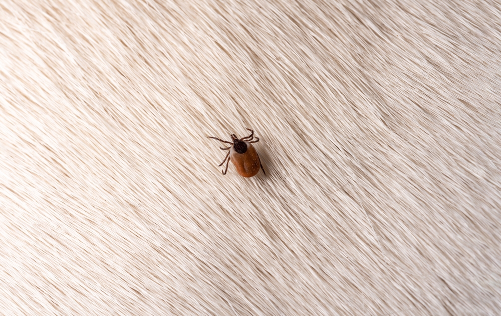 Close-up of a tick on a dog's fur, highlighting the importance of tick prevention for Austin pets