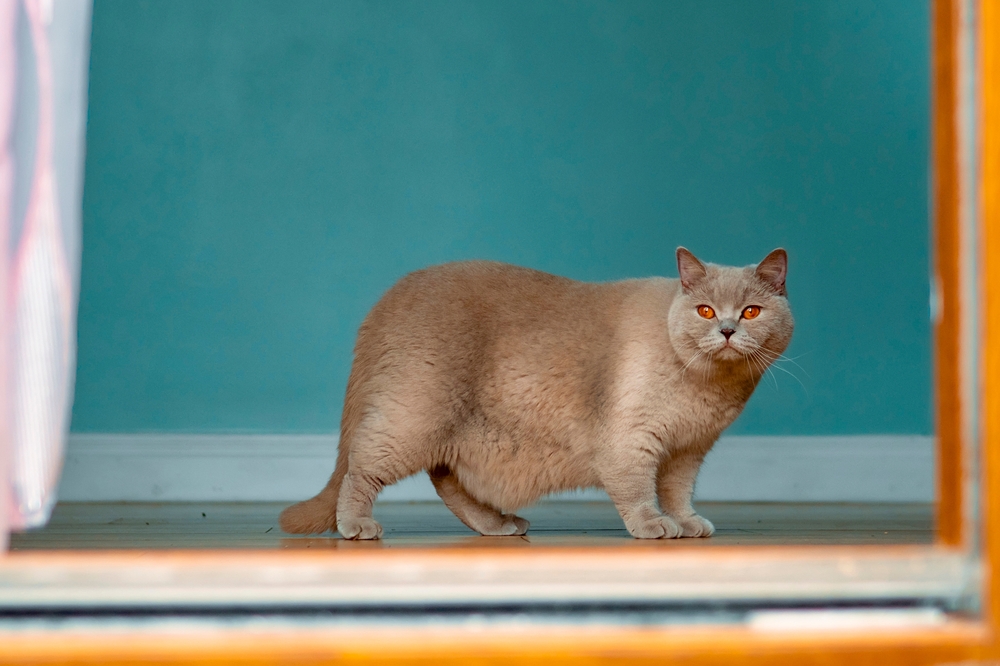 British Shorthair cat with light brown fur walking gracefully