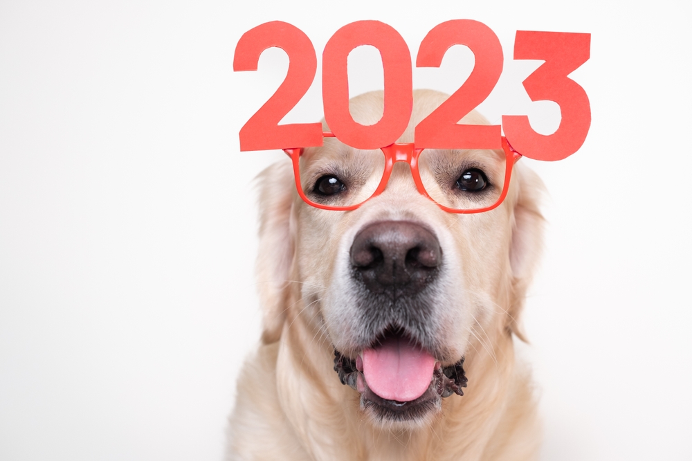 Golden retriever wearing novelty glasses in a playful new year pet photo