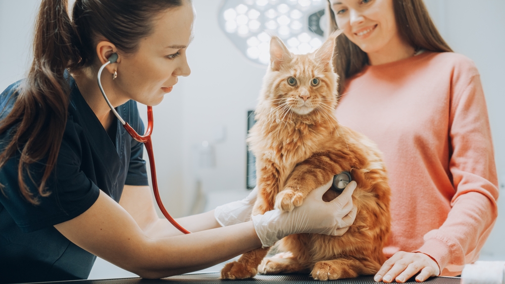 Female veterinarian examining a Maine Coon cat with a stethoscope during a wellness exam