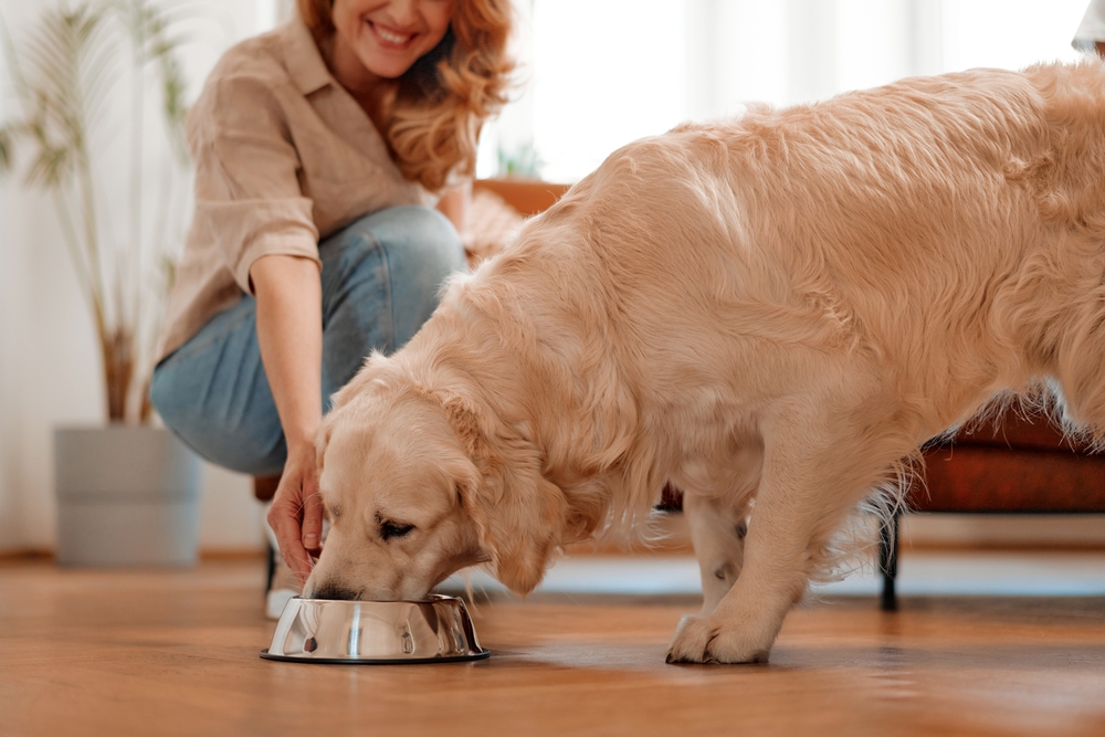 Pet owner setting down a bowl of food for their dog, supporting healthy pet nutrition habits