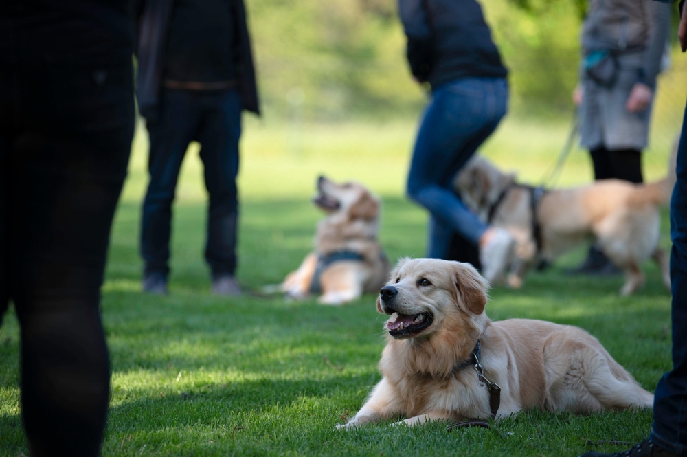 Dog trainer working with a dog during a structured obedience class session