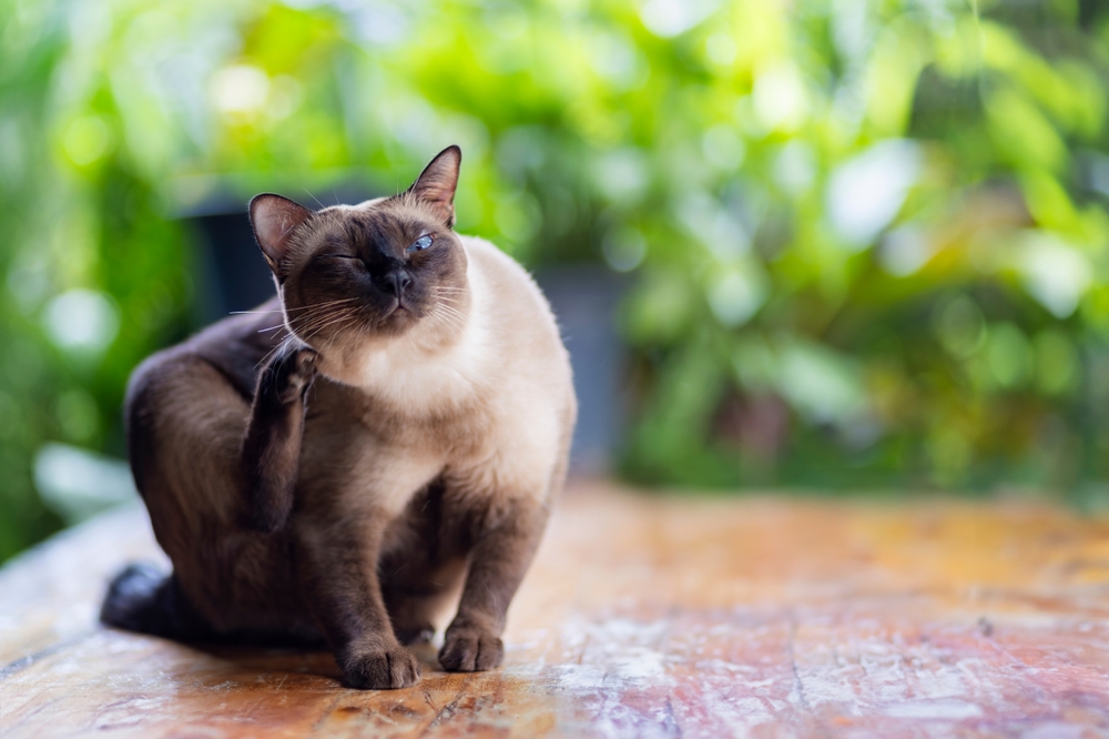Siamese cat sitting on a hardwood floor with a blurred green background, indoor feline care