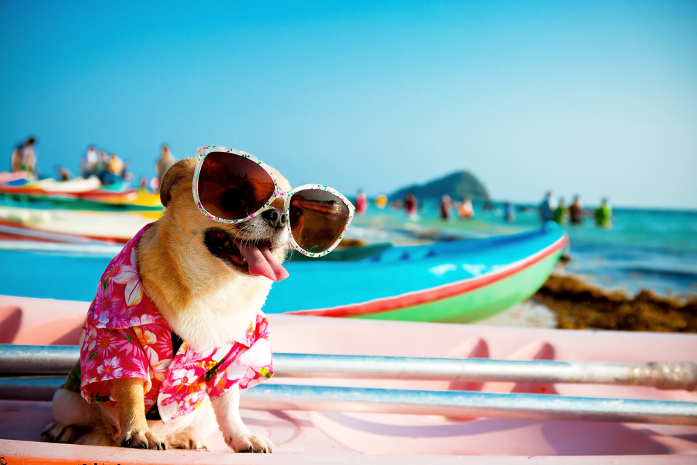 Chihuahua wearing sunglasses on a kayak, illustrating pet summer safety and outdoor activity