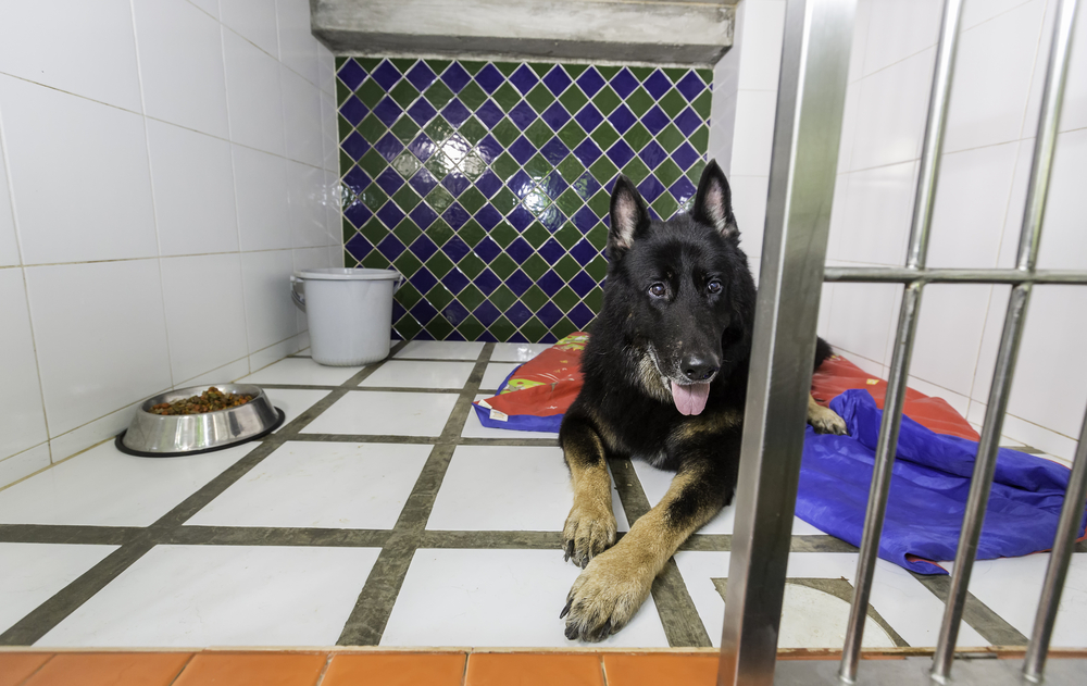 German Shepherd dog resting comfortably at a pet boarding facility