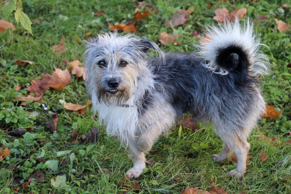 Dog standing on three legs showing signs of limping, which warrants a visit to a veterinarian in Austin