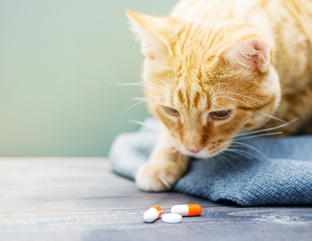 Orange kitten beside prescription pills, representing feline medication and veterinary care