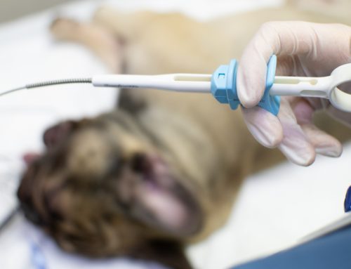 Aspirate or Biopsy: Which Test Does My Pet’s Lump Need?
